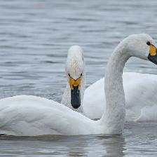 Photographed at Slimbridge