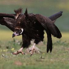 Black Vulture at feeding station