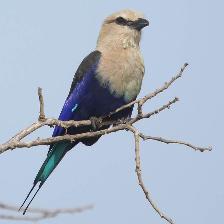 Blue-bellied Roller is a common bird in The Gambia.