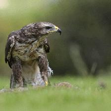 Buzzard feeding