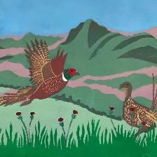 Pheasants are common birds in the Stretton Hills.