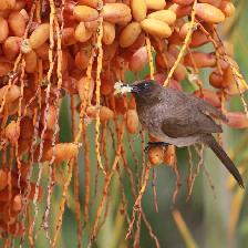 Common Bulbul feeding in a hotel garden in the Atlas region of Morocco.