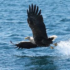 Catching a fish on Loch Na Keal