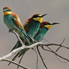 European Bee-Eaters in Morocco.