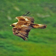 This photograph was taken on the cliffs at a location on the Ross of Mull. The image was shot using fast 35mm film.