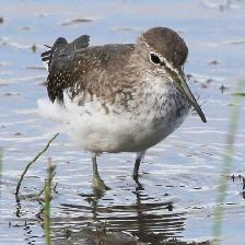 A regular at Venus Pool in Shropshire.