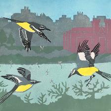 Grey Wagtail are common on the River Severn in Ironbridge and feast on the mayfly when these insects imerge.