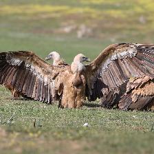 Griffon Vulture with full crop