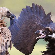 Black Vulture fighting young Griffon Vulture