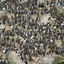 Vast colonies of seabirds can be seen on the island of Lunga off the Isle of Mull.