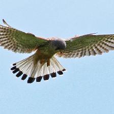 This bird was hunting at the local Lodge Field LNR.