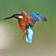 Photographed at Venus Pool prior to there being a place to perch !