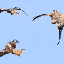 Red Kites 