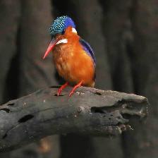 Malachite Kingfisher amongst the mangroves on the Gambia River.