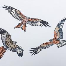 From a series of photographs taken at a Red Kite feeding station.