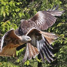 Red Kites at feeding station.