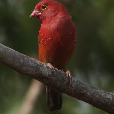 Red-billed Firefinch taken in The Gambia