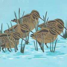 These are wintering snipe at Venus Pool in Shropshire.