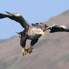 White-tailed Eagle, Isle of Mull