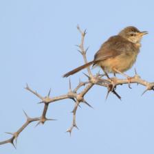 A Zitting Cisticola AKA Fantail Warbler.