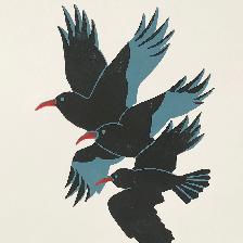 The chough is starting to recolonise the cliffs close to Lands End and Cape Cornwall.